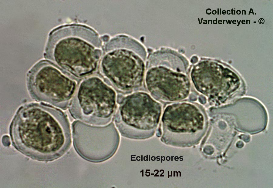 Puccinia albescens