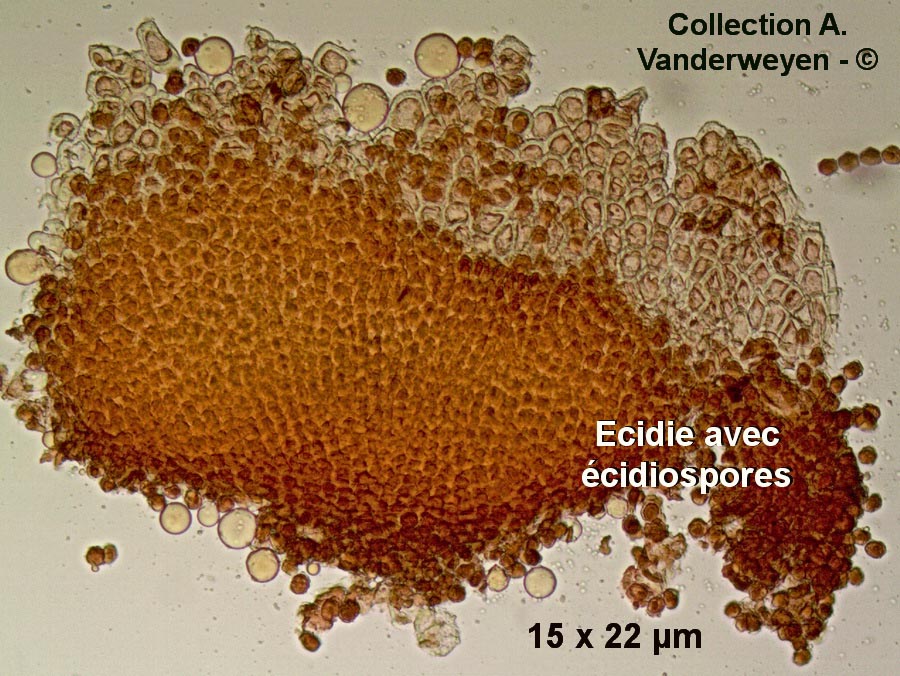 Puccinia albescens