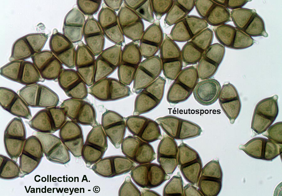 Puccinia albescens