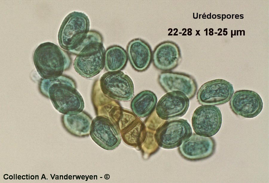 Puccinia albescens