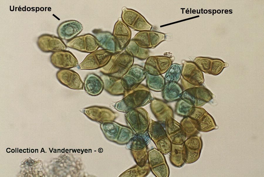 Puccinia albescens