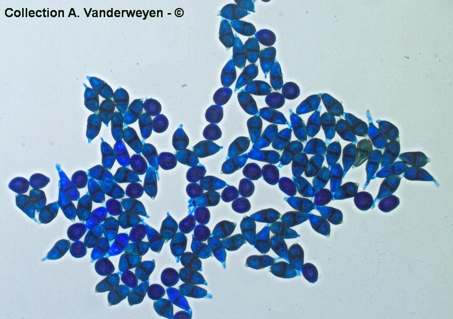 Puccinia albescens