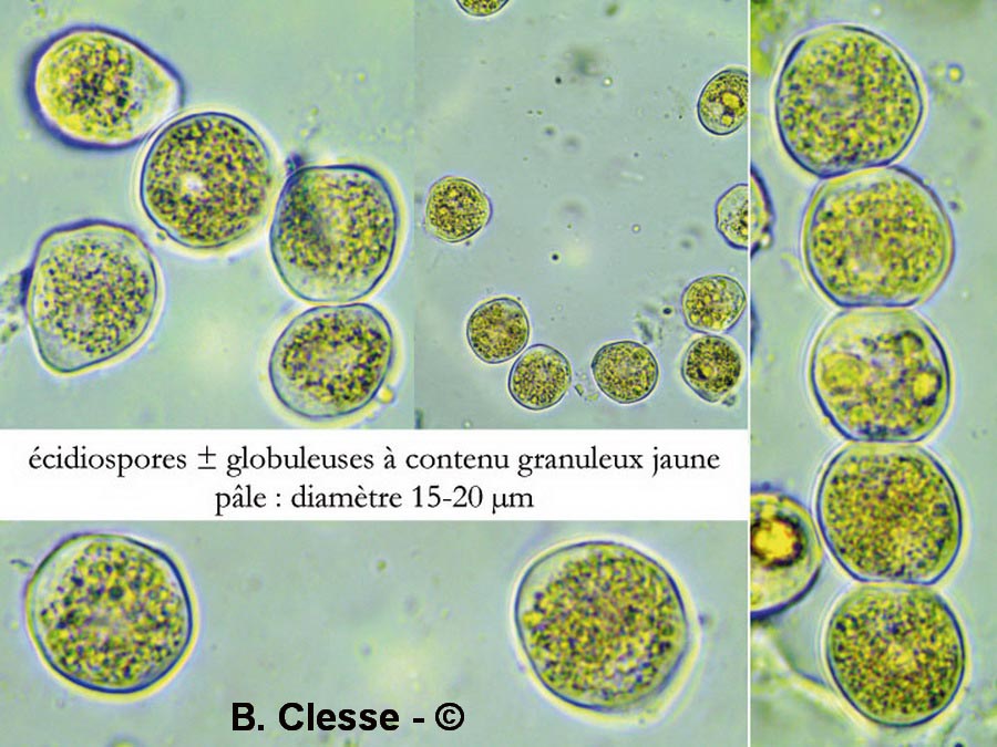 Puccinia albescens
