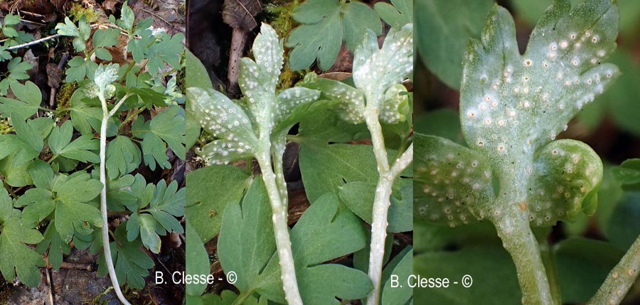 Puccinia albescens