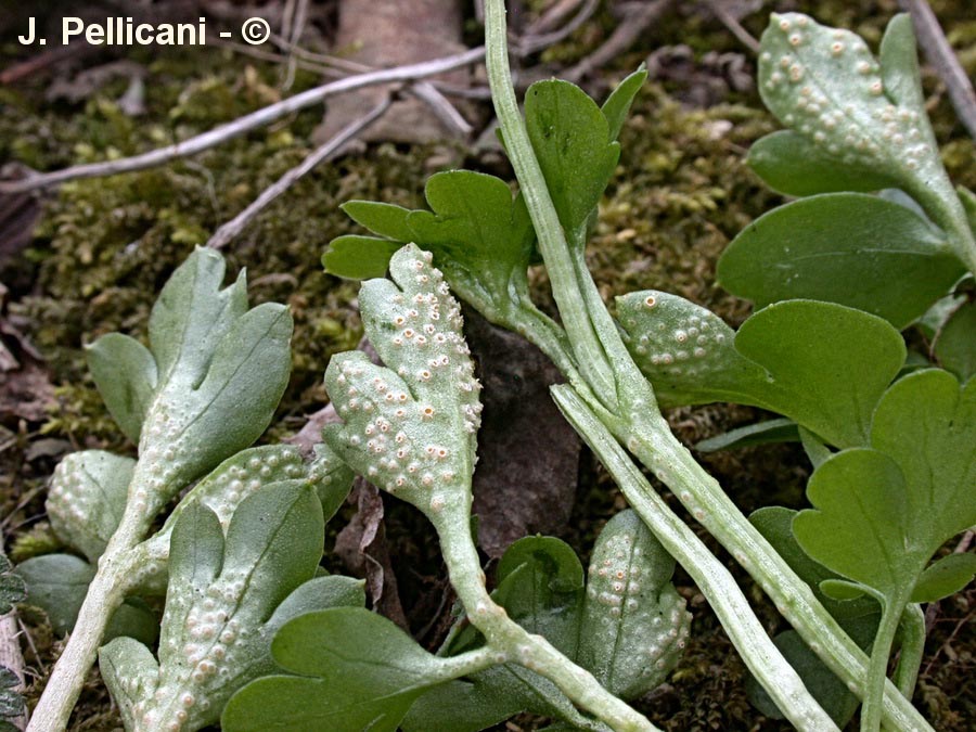 Puccinia albescens