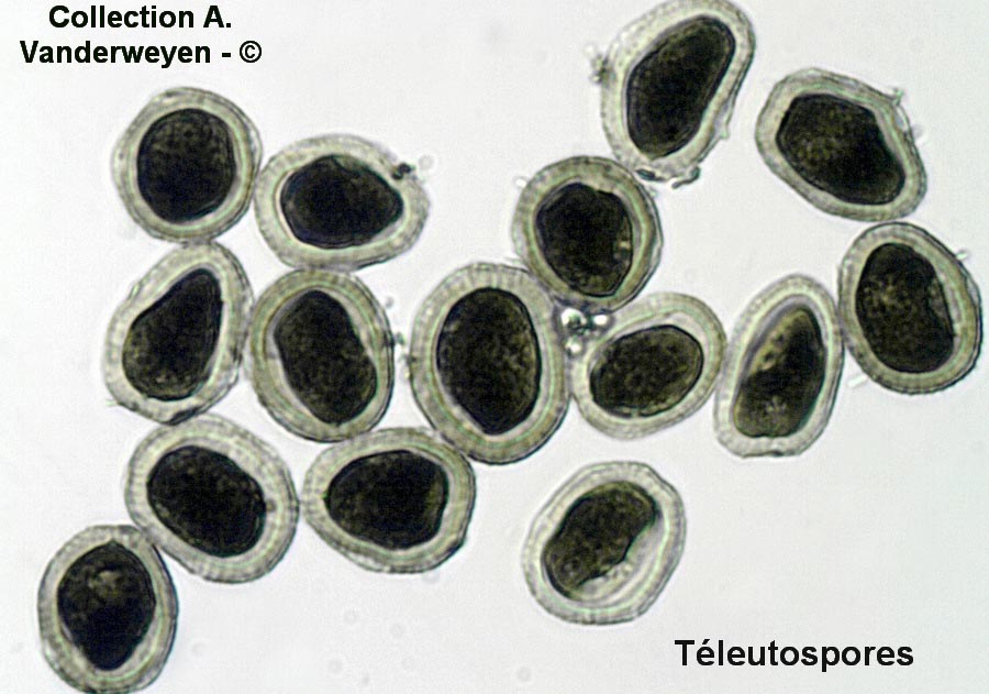 Puccinia allii