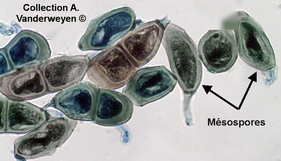 Puccinia allii