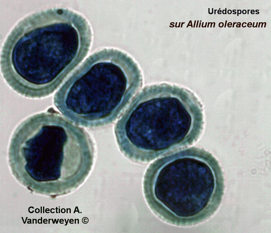 Puccinia allii