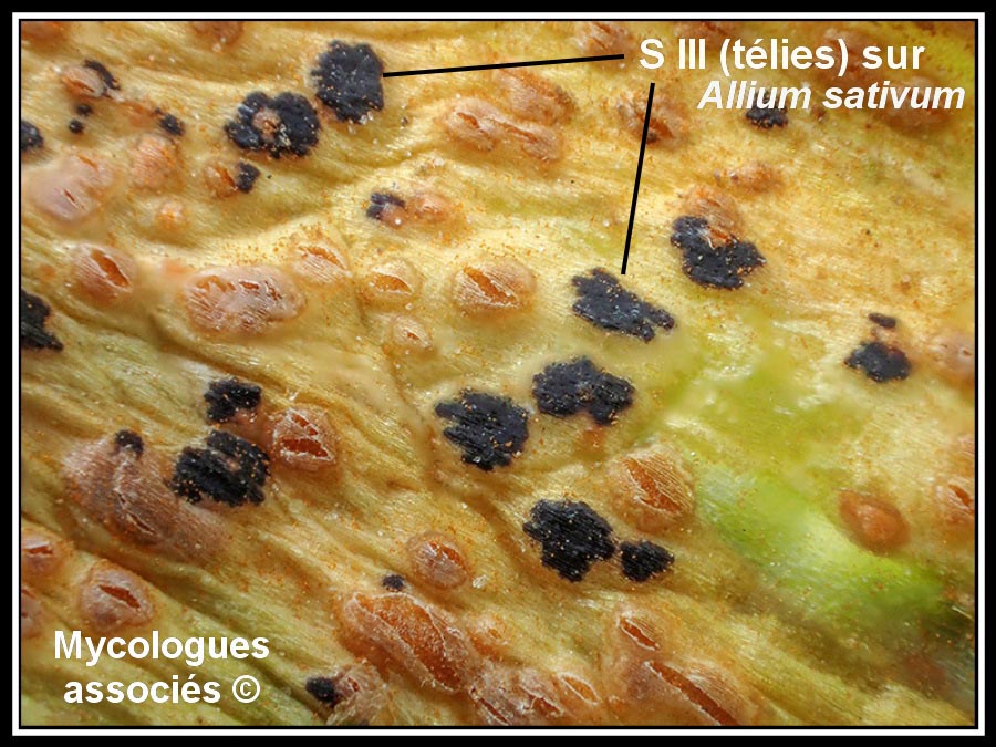 Puccinia allii