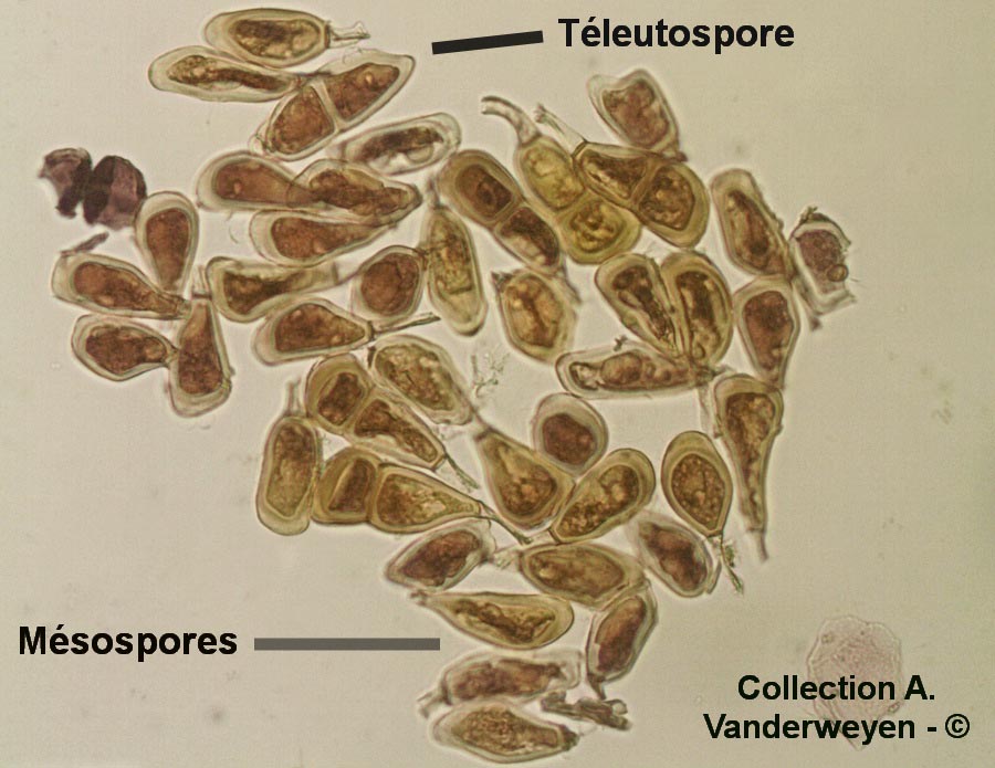 Puccinia allii (Puccinia porri)