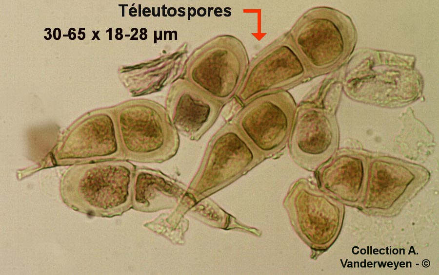 Puccinia allii (Puccinia porri)