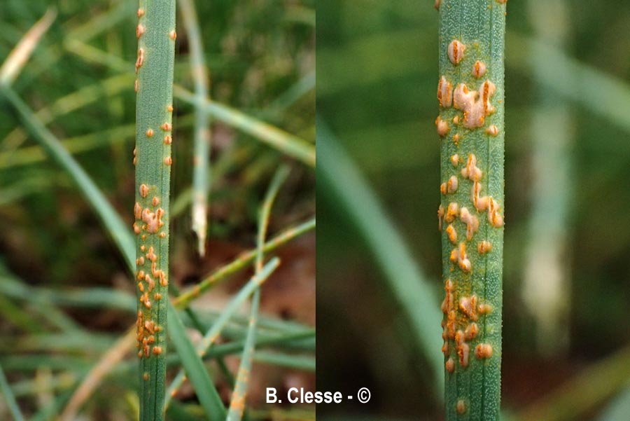 Puccinia allii