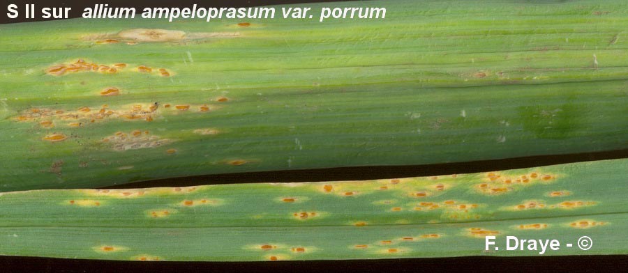 Puccinia allii