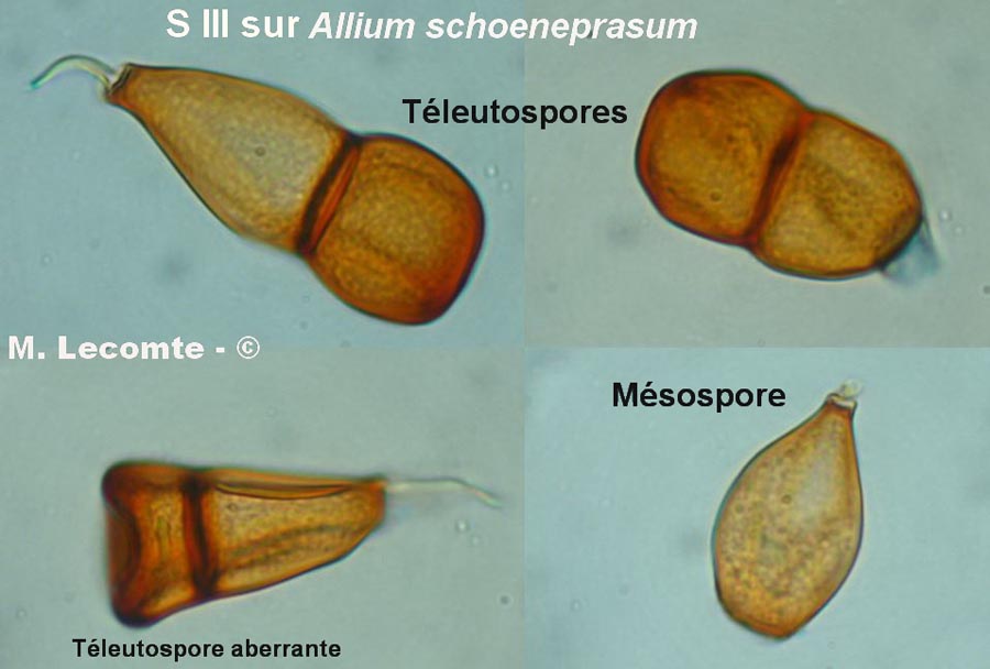 Puccinia allii