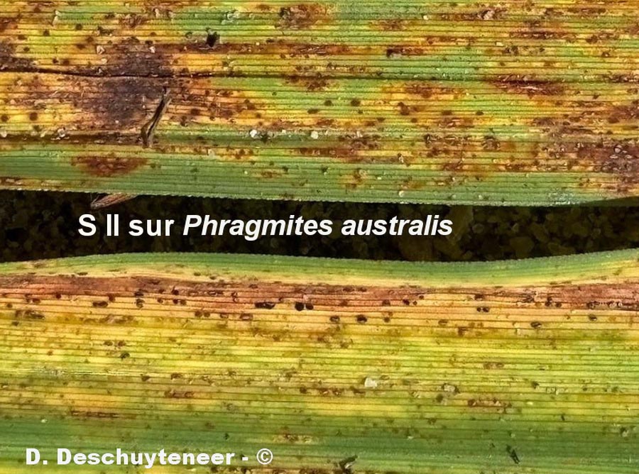 Puccinia alnetorum