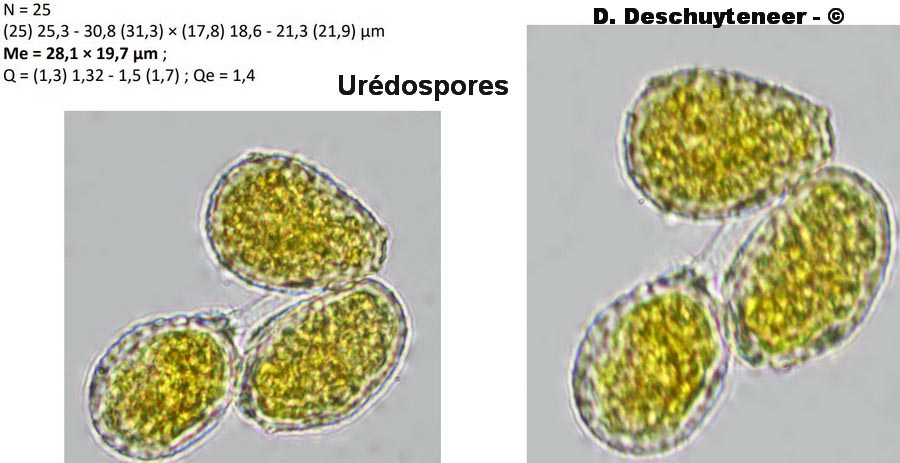Puccinia alnetorum