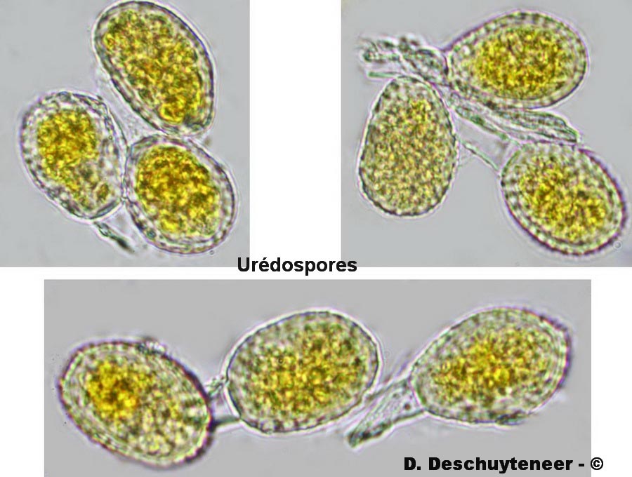 Puccinia alnetorum