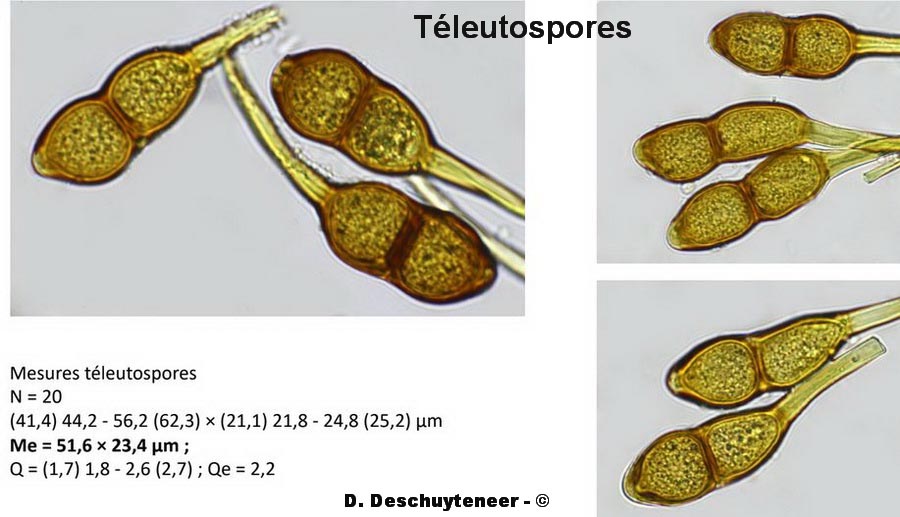 Puccinia alnetorum