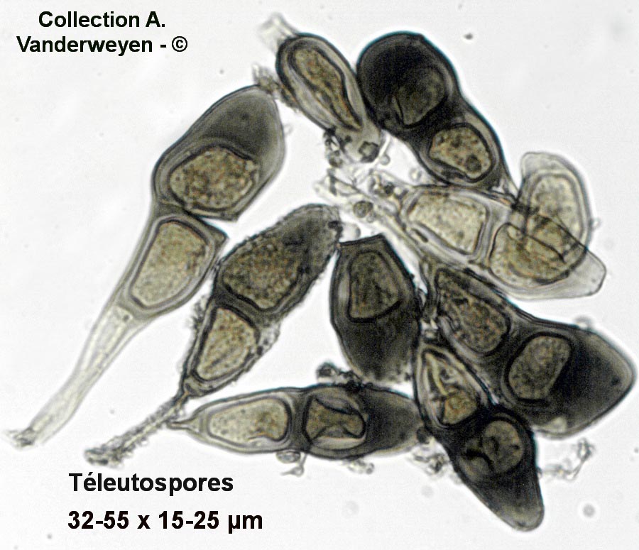 Puccinia ambigua