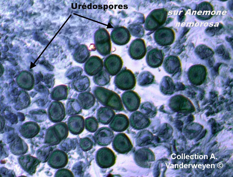 Puccinia anemones