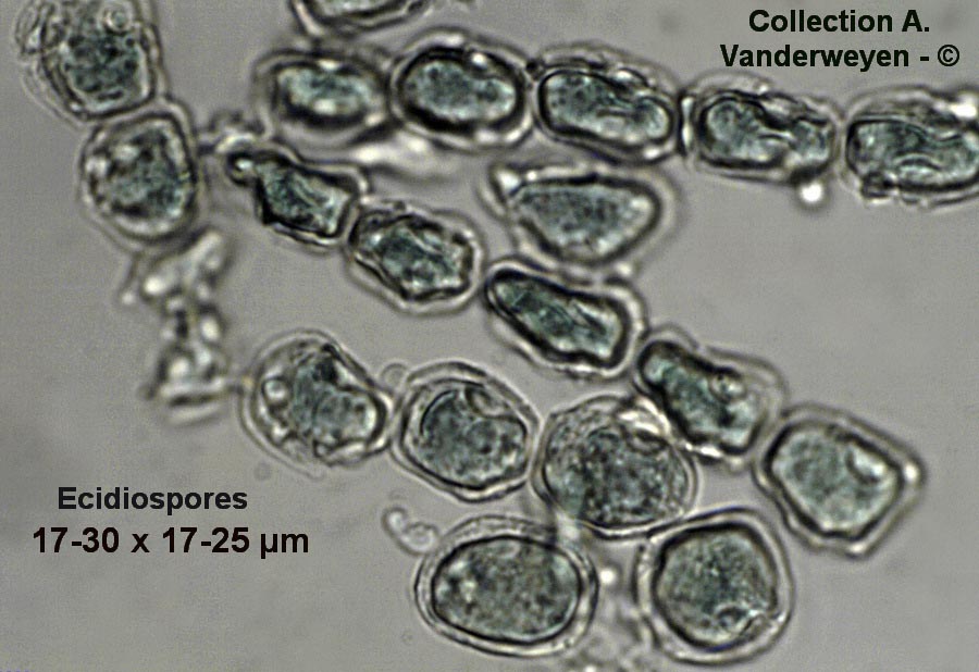 Puccinia angelicae-mamillata