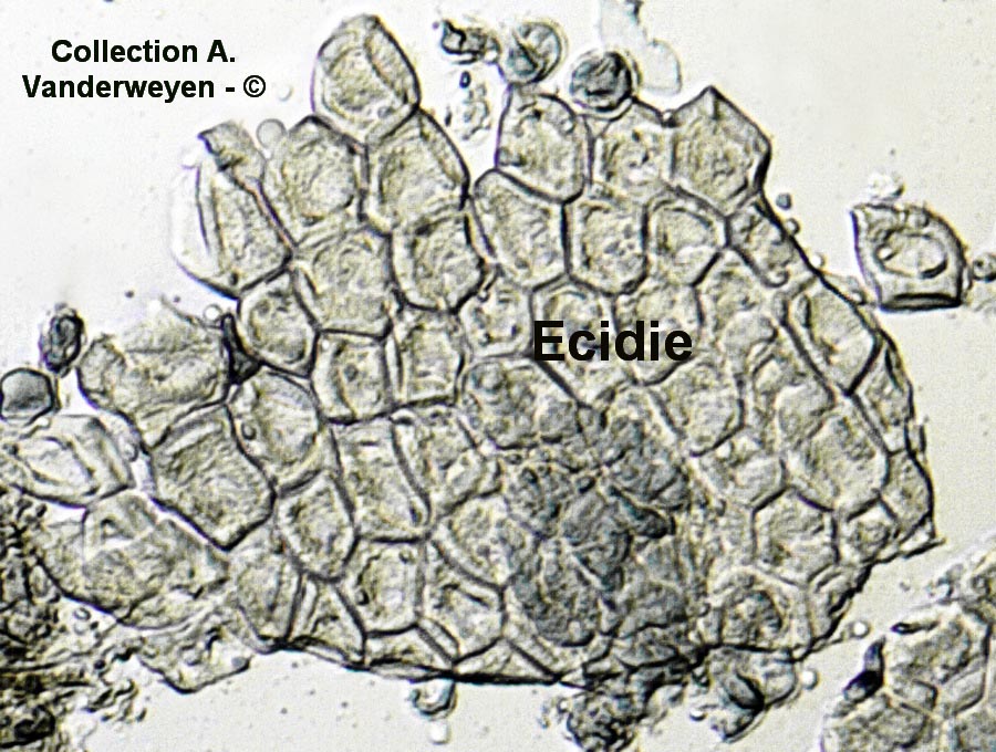 Puccinia angelicae-mamillata