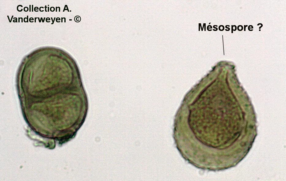 Puccinia angelicae