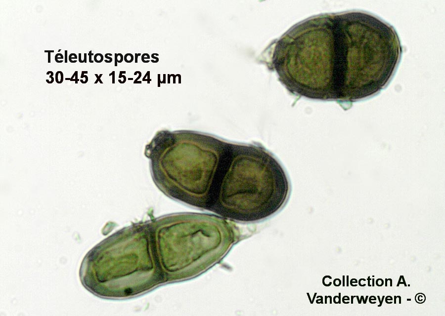 Puccinia angelicae