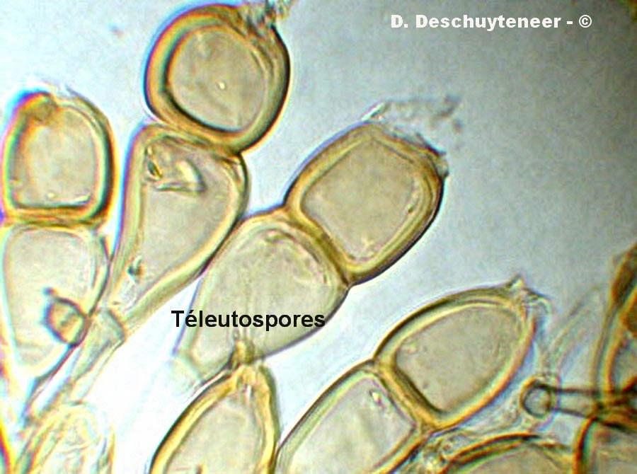 Puccinia annularis