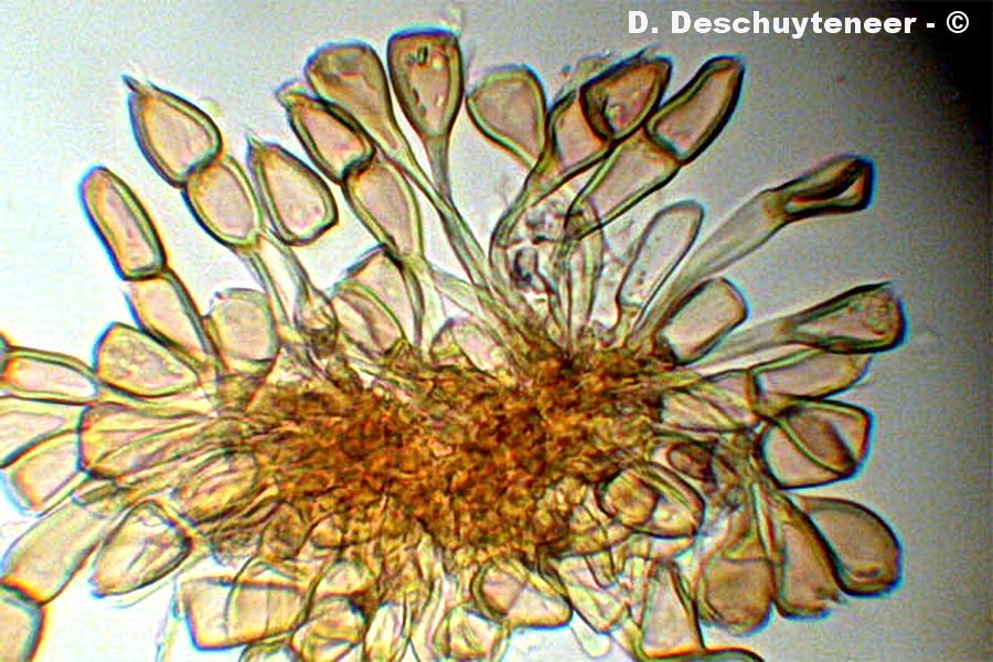 Puccinia annularis