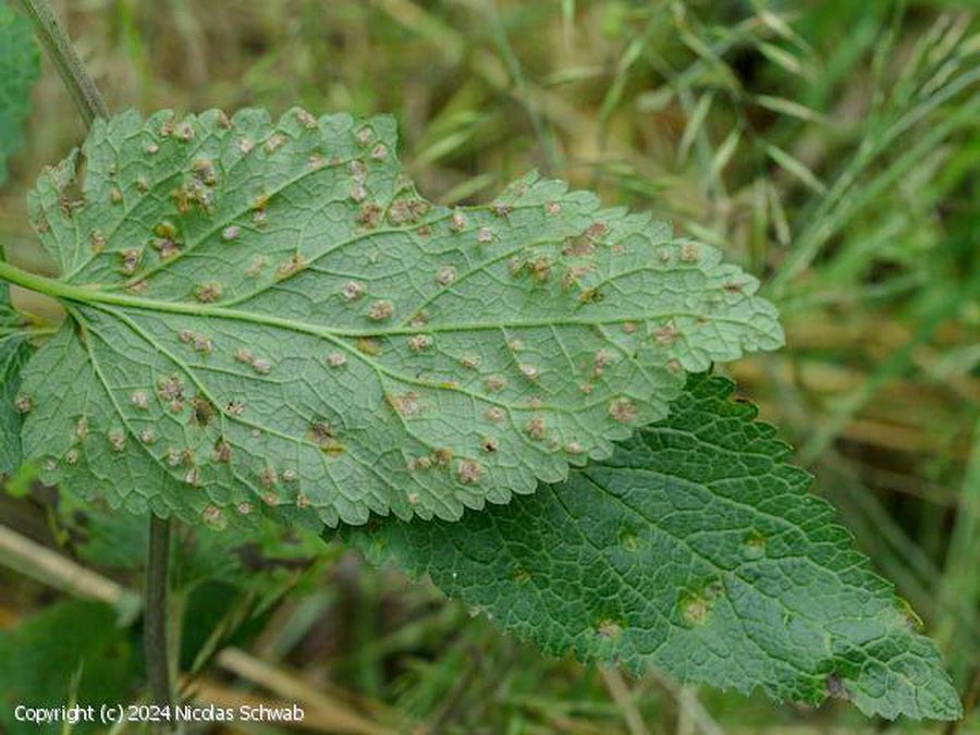 Puccinia annularis