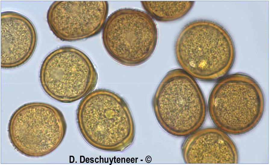 Puccinia antirrhini