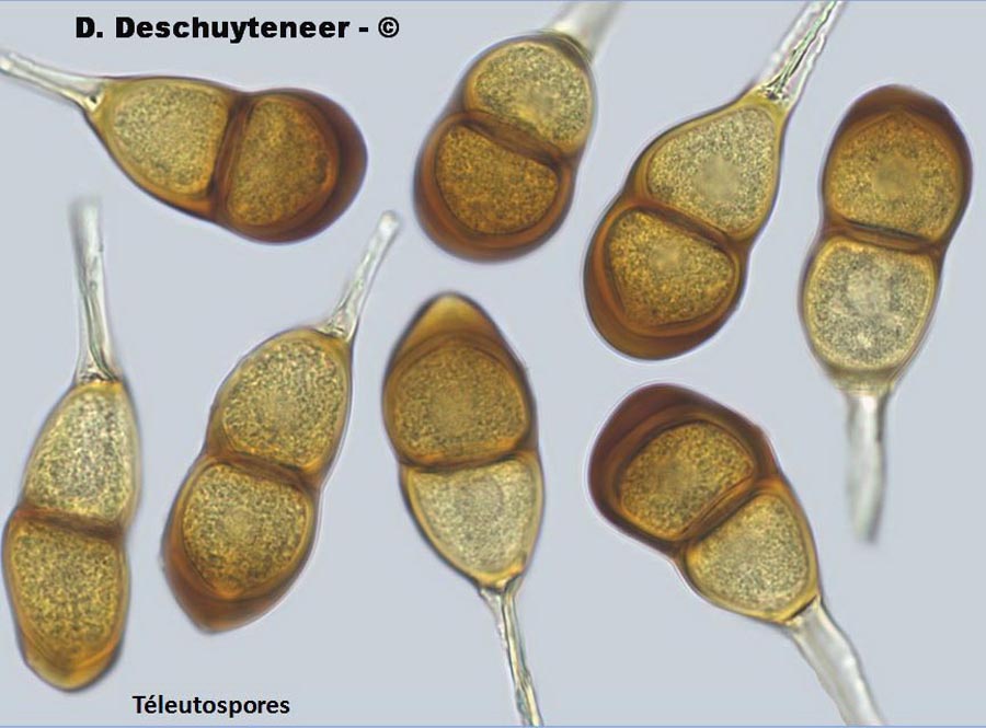 Puccinia antirrhini