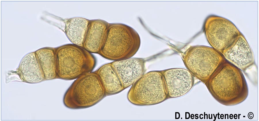 Puccinia antirrhini