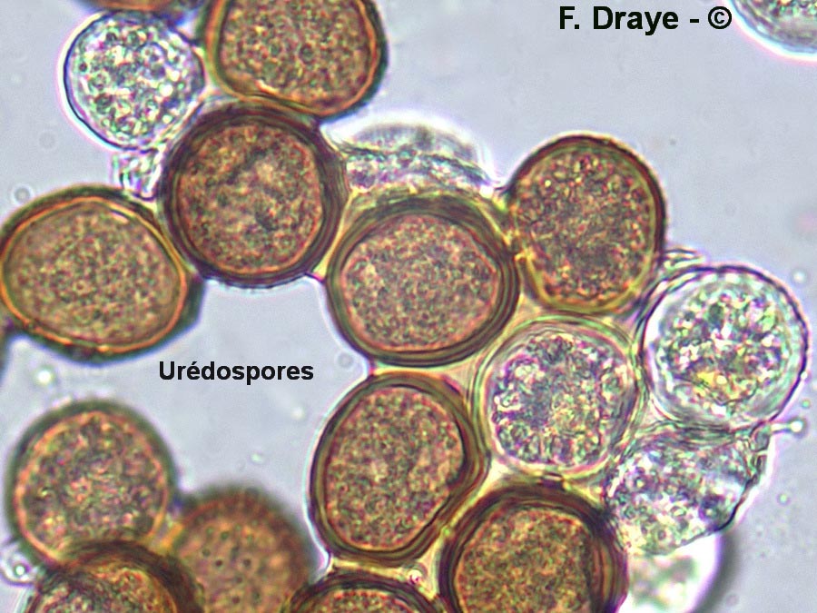 Puccinia antirrhini