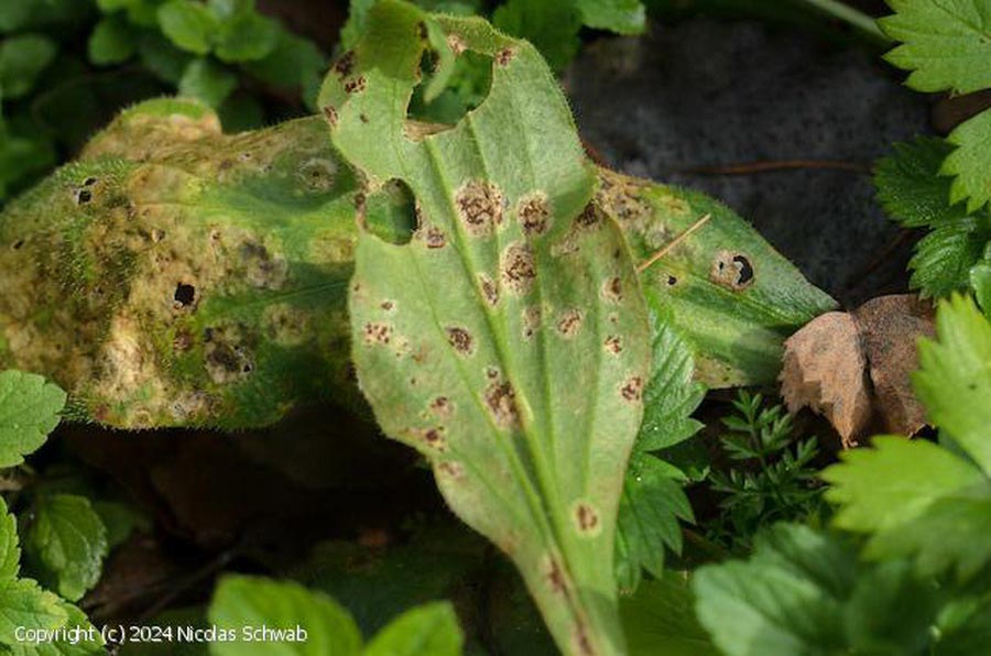Puccinia arenariae
