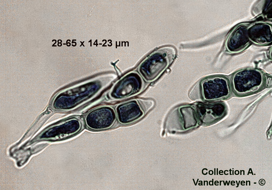 Puccinia arenariae (A. Vanderweyen)