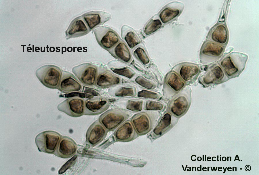 Puccinia arenariae