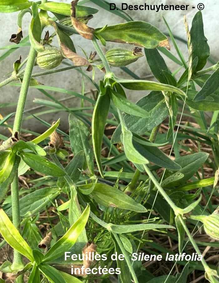 Puccinia arenariae