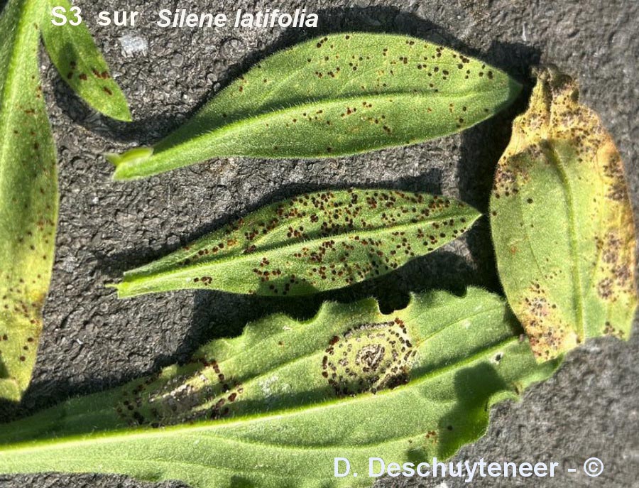 Puccinia arenariae