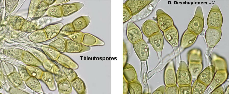 Puccinia arenariae