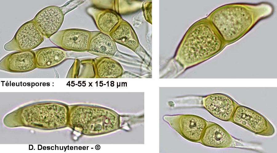 Puccinia arenariae