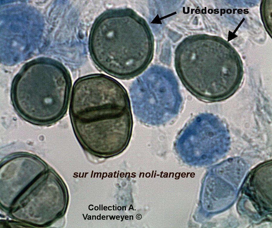 Puccinia argentata