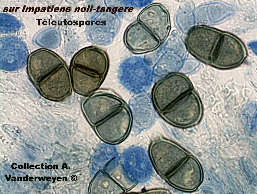 Puccinia argentata