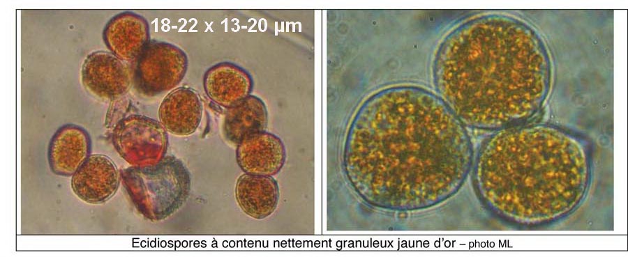 Puccinia argentata