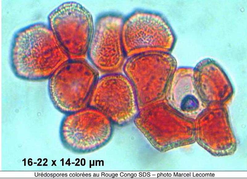 Puccinia argentata