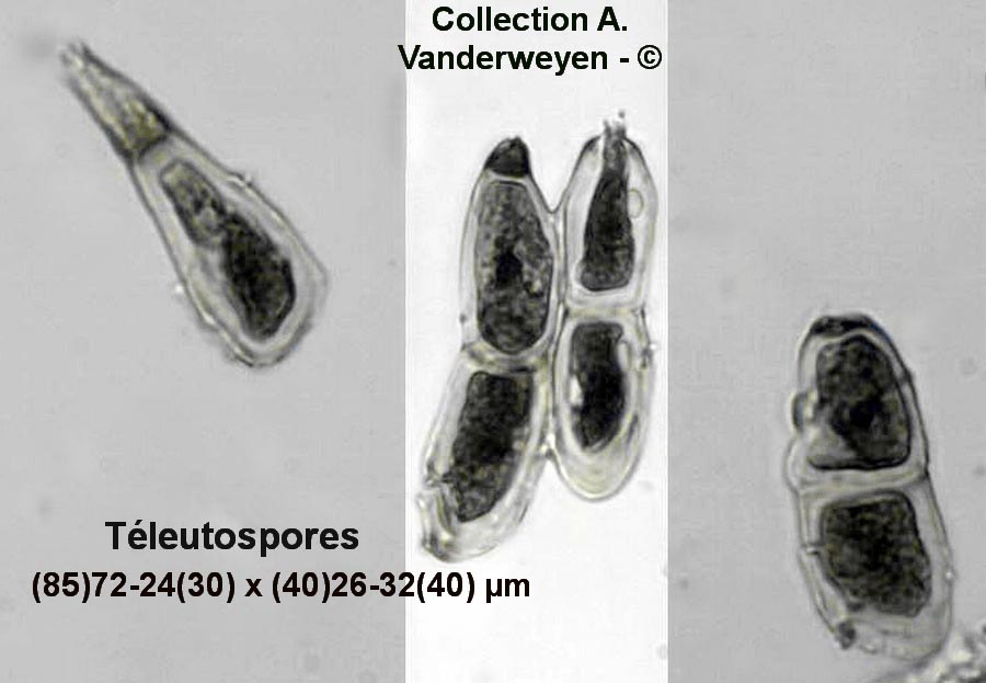 Puccinia arnaudii