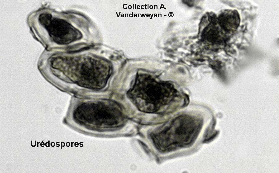 Puccinia arnaudii