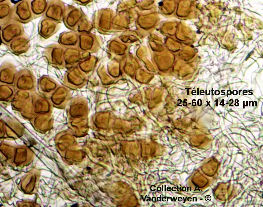 Puccinia artemisiella