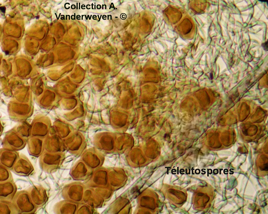 Puccinia artemisiella